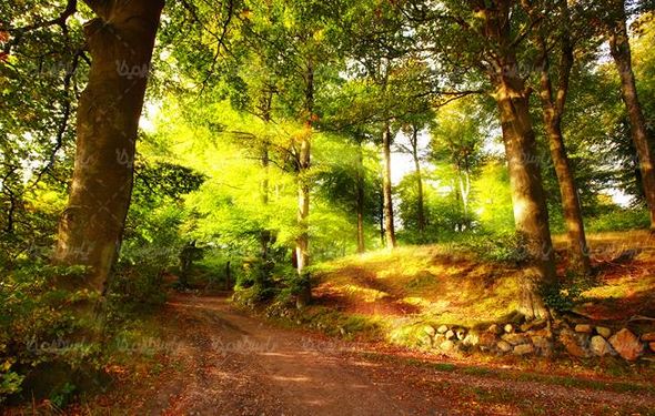 منظره پاییزی درخت جنگل برگریزان طبیعت پاییز1
