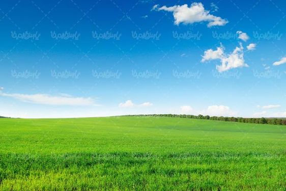مزرعه ذرت چشم انداز طبیعت منظره تابستان  کشت و کار منظره سر سبز