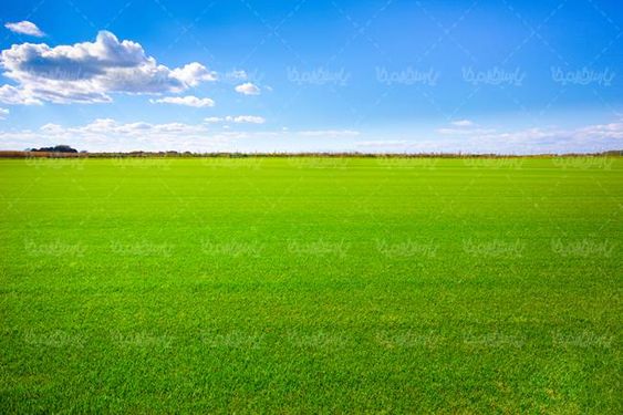 مزرعه ذرت چشم انداز طبیعت منظره تابستان  کشت و کار منظره سر سبز2