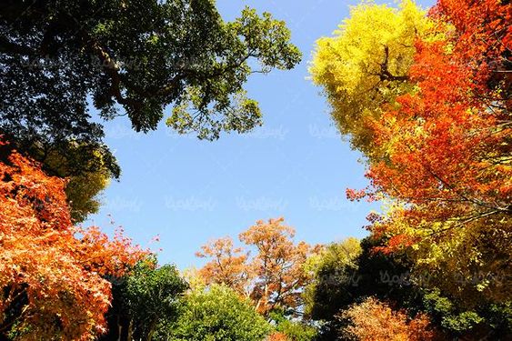 منظره پاییزی درخت جنگل برگریزان طبیعت پاییز7