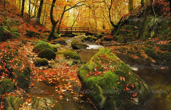 منظره پاییزی درخت جنگل برگریزان طبیعت پاییز8