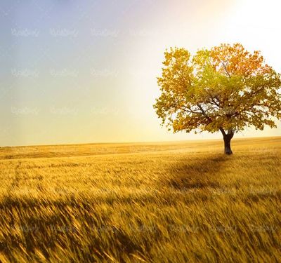 منظره پاییزی درخت جنگل برگریزان طبیعت پاییز9