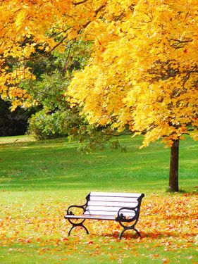 منظره پاییزی درخت جنگل برگریزان طبیعت پاییز11