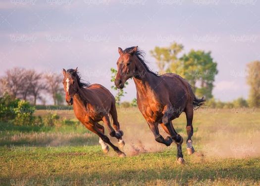مزرعه پرورش اسب حیوان اهلی پرورش اسب حصار چوبی اسطبل اسب5