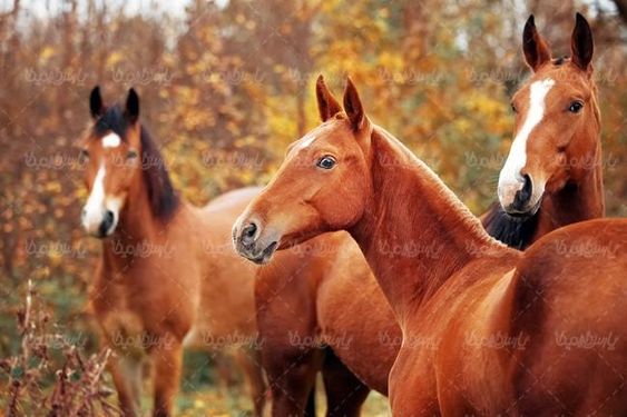 مزرعه پرورش اسب حیوان اهلی پرورش اسب حصار چوبی اسطبل اسب13