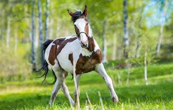 پرورش اسب   اسب  در طبیعت  رام کردن اسب8