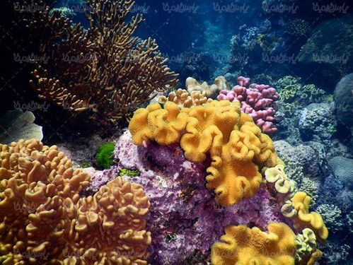 منظره زیر دریا چشم انداز کف دریا صخره های مرجانی طبیعت زیر دریا4