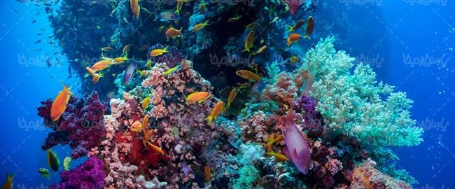 منظره زیر دریا چشم انداز کف دریا صخره های مرجانی طبیعت زیر دریا05