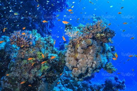 منظره زیر دریا چشم انداز کف دریا صخره های مرجانی طبیعت زیر دریا06