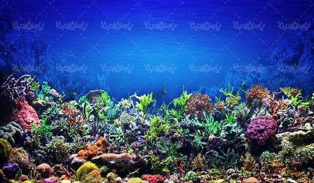 منظره زیر دریا چشم انداز کف دریا صخره های مرجانی طبیعت زیر دریا08