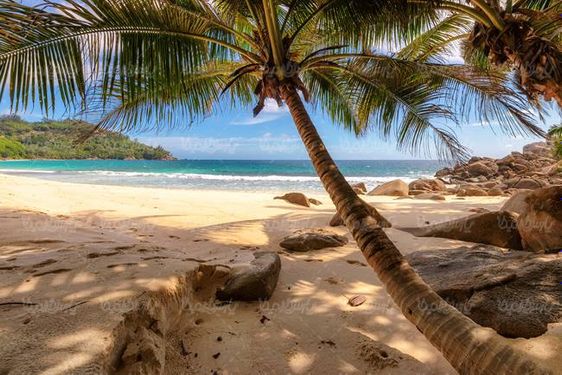 منظره طبیعت چشم انداز ساحل دریا درخت نارگیل