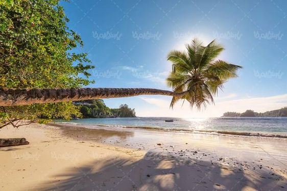 منظره طبیعت چشم انداز ساحل دریا درخت نارگیل1