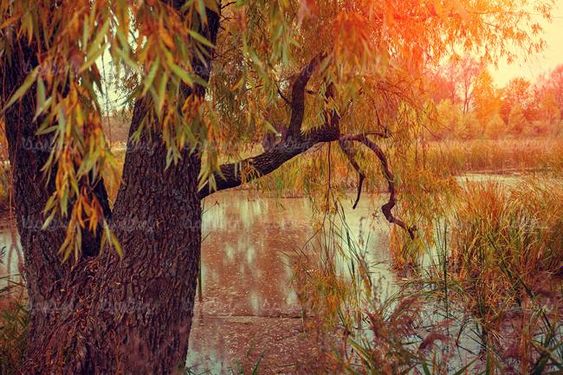 طبیعت پاییزی درخت پاییزی برگ زرد درختان رودخانه
