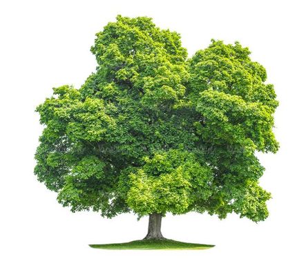 درخت تابستان درخت سر سبز درخت بزرگ