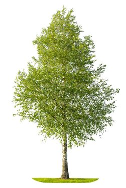درخت تابستان درخت سر سبز درخت بزرگ1