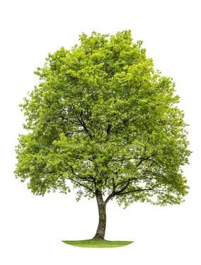 درخت تابستان درخت سر سبز درخت بزرگ4