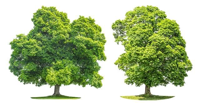 درخت تابستان درخت سر سبز درخت بزرگ5