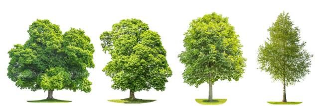 درخت تابستان درخت سر سبز درخت بزرگ6