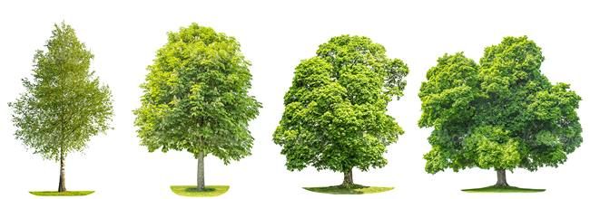 درخت تابستان درخت سر سبز درخت بزرگ7