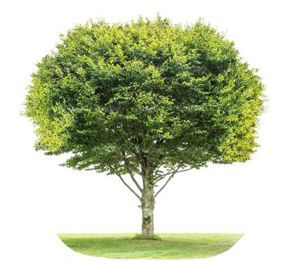 درخت تابستان درخت سر سبز درخت بزرگ8
