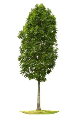 درخت تابستان درخت سر سبز درخت بزرگ10