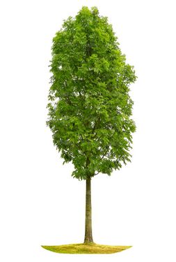 درخت تابستان درخت سر سبز درخت بزرگ12