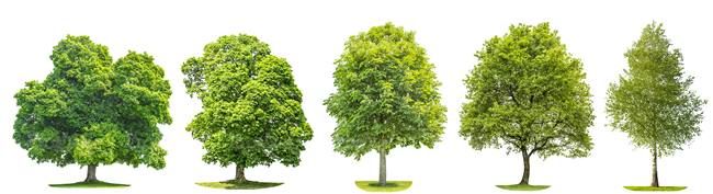 درخت تابستان درخت سر سبز درخت بزرگ13