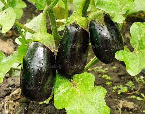 گلخانه پرورش میوه گلخانه ای بادمجان گیاه بادمجان میوه فروشی