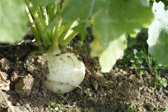 گلخانه پرورش میوه گلخانه ای تربچه سبزیجات میوه فروشی