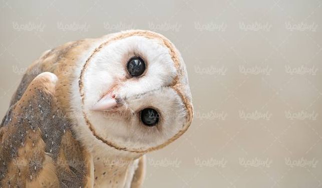 حیات وحش پرنده جغد