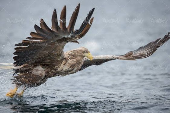 منظره چشم انداز آب عقاب پرنده شکاری