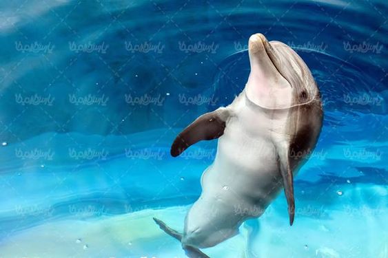منظره چشم انداز دولفین آب استخر