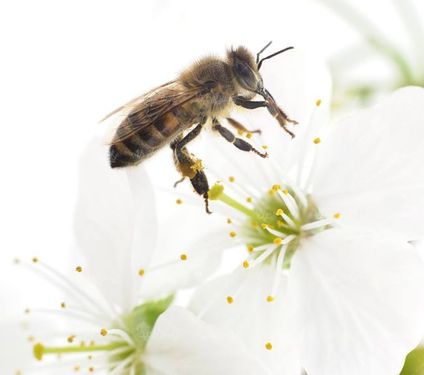 منظره چشم انداز زنبور عسل گل سفید