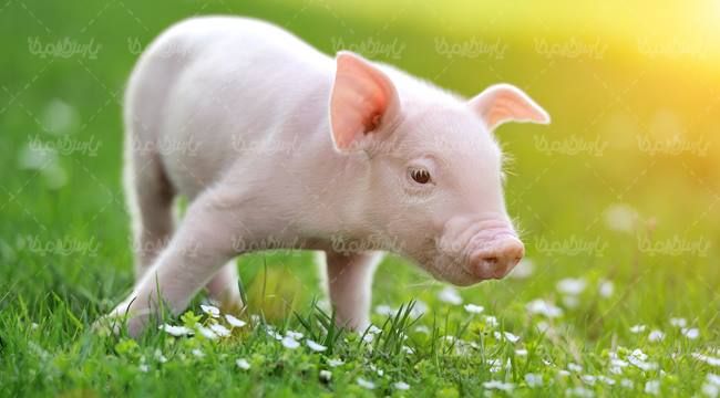 حیوان بچه خوک چشم انداز طبیعت بهار علفزار