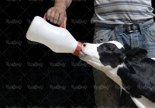 دام داری شیر دادن به گوساله پرورش دام