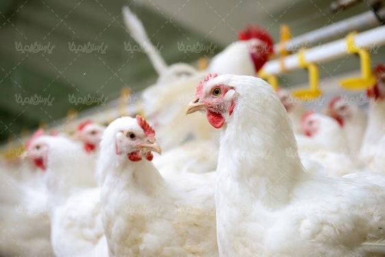پرورش طیور  مرغ تخم گذار  مرغداری