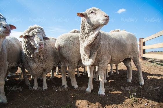گوسفند آغل میش حصار چوبی دامپروری دامداری