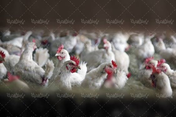 پرورش طیور مرغداری پرورش مرغ مرغ تخم گذار 1