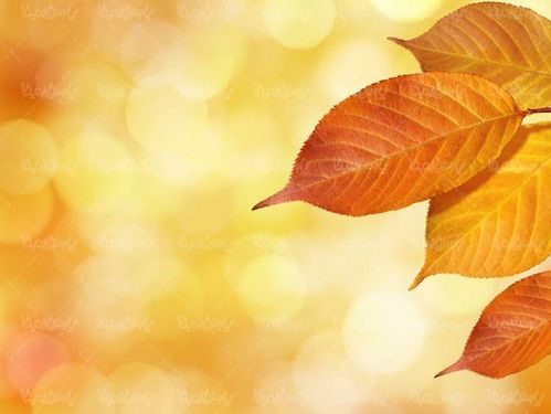 برگ زرد پاییزی فصل پاییزشاخه زرد پاییزی بک گراند پاییزی1