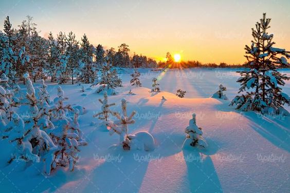 منظره چشم انداز طبیعت برفی درختان پوشیده از برف
