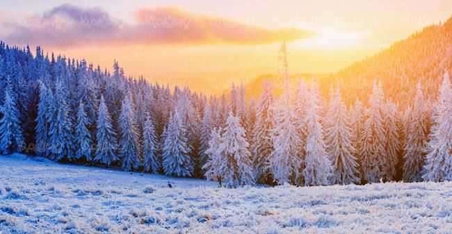 منظره چشم انداز طبیعت برفی درخت پوشیده از برف3