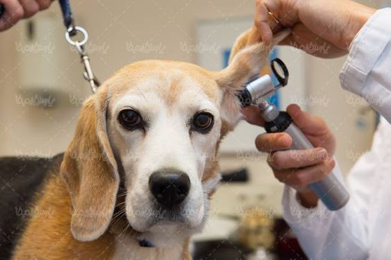 دام پزشکی دکتر دامپزشک سگ بیمار حیوان مریض1