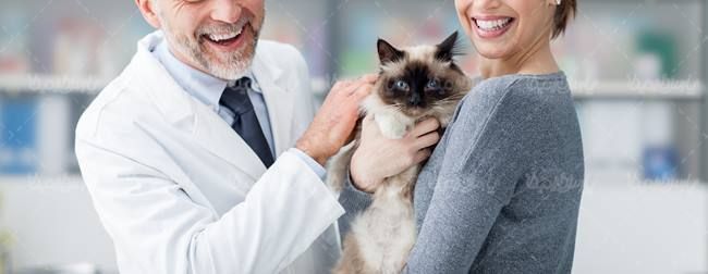 دام پزشکی دکتر دامپزشک معاینه گربه حیوان خانگی