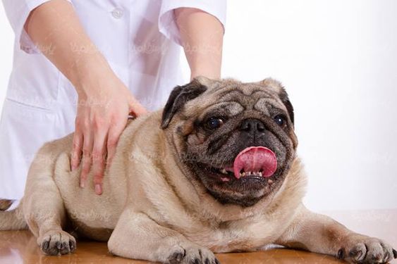 دام پزشکی دکتر دامپزشک معاینه سگ حیوان خانگی1