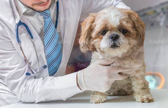 دام پزشکی دکتر دامپزشک معاینه سگ مریض حیوان خانگی