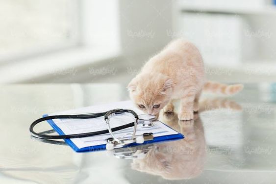 دام پزشکی دکتر دامپزشک دامپزشکی گربه گوشی پزشکی