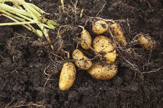 سیب زمینی میوه فروشی سوپر میوه