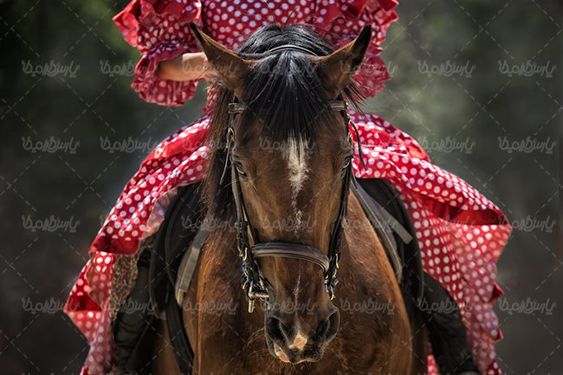 اسب سوار کاری اسب دوانی پرورش اسب