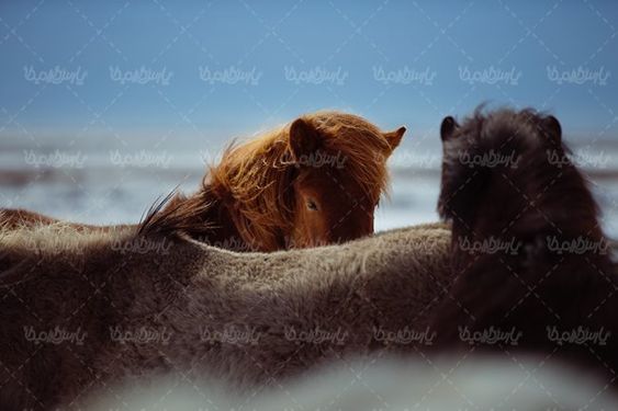 اسب سوار کاری اسب دوانی پرورش اسب