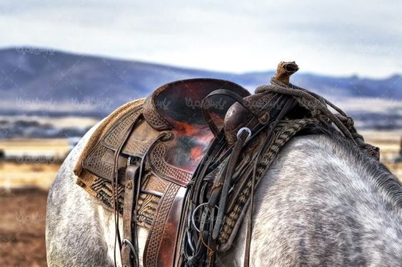 اسب سوار کاری اسب دوانی پرورش اسب